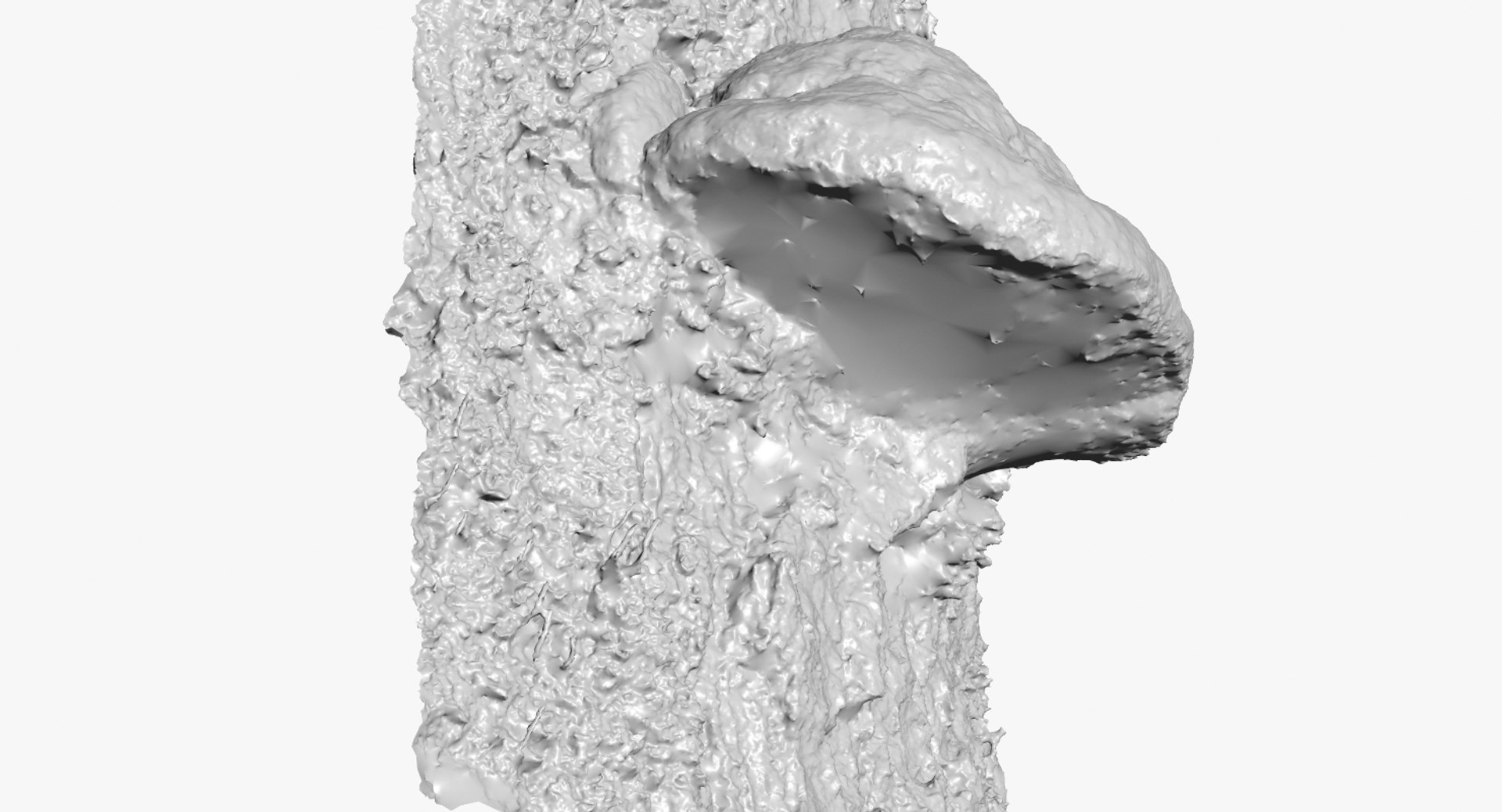 3d Mushroom Polypore 4 Raw