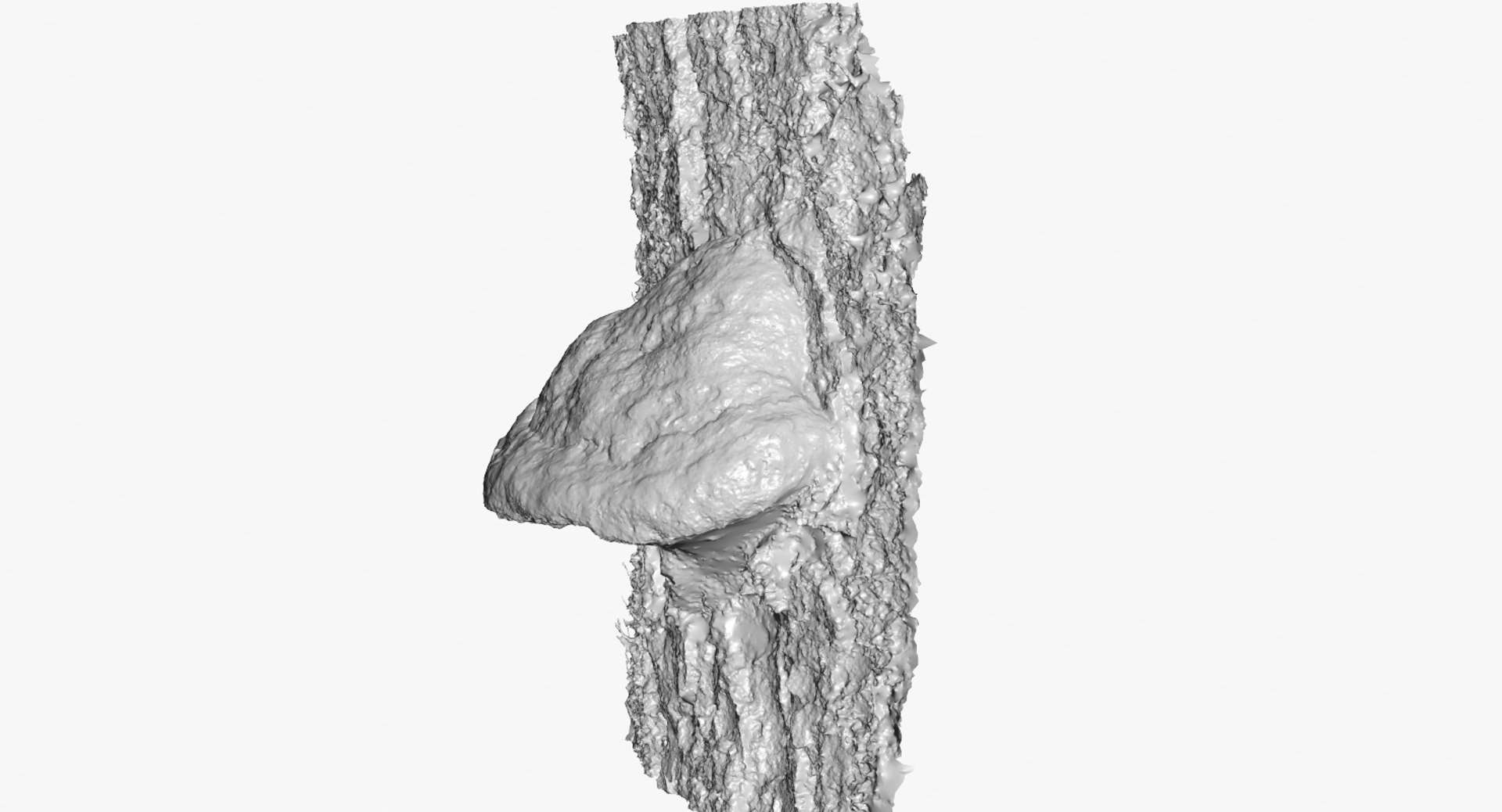 3d Mushroom Polypore 4 Raw
