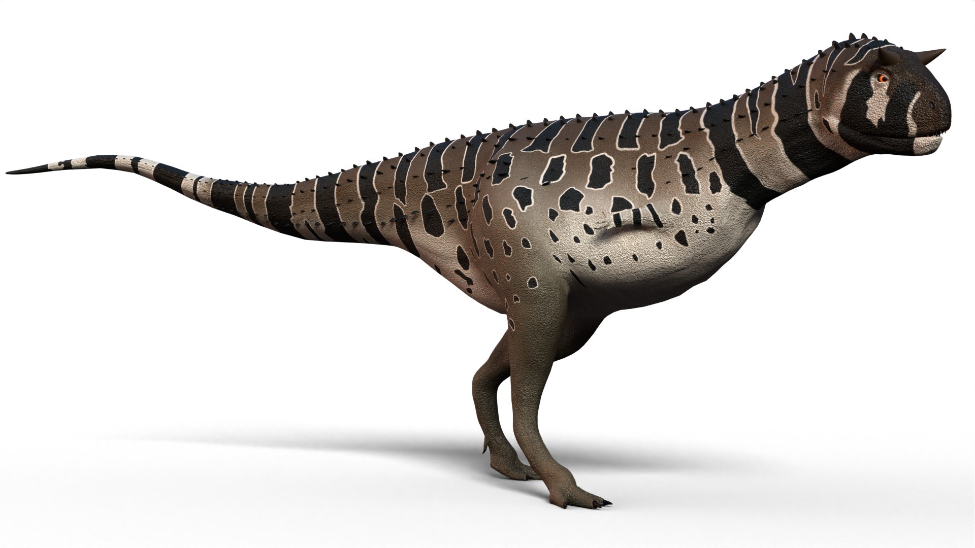 Dinosaur Bundle 01 3D model https://p.turbosquid.com/ts-thumb/H7/bb1UBz/wj/carnotaurus_0003/png/1791881052/1920x1080/fit_q87/656d64c35d5882261e8e46ffc6925b8ec0a09dbc/carnotaurus_0003.jpg