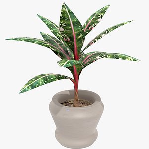 IndoorPlant