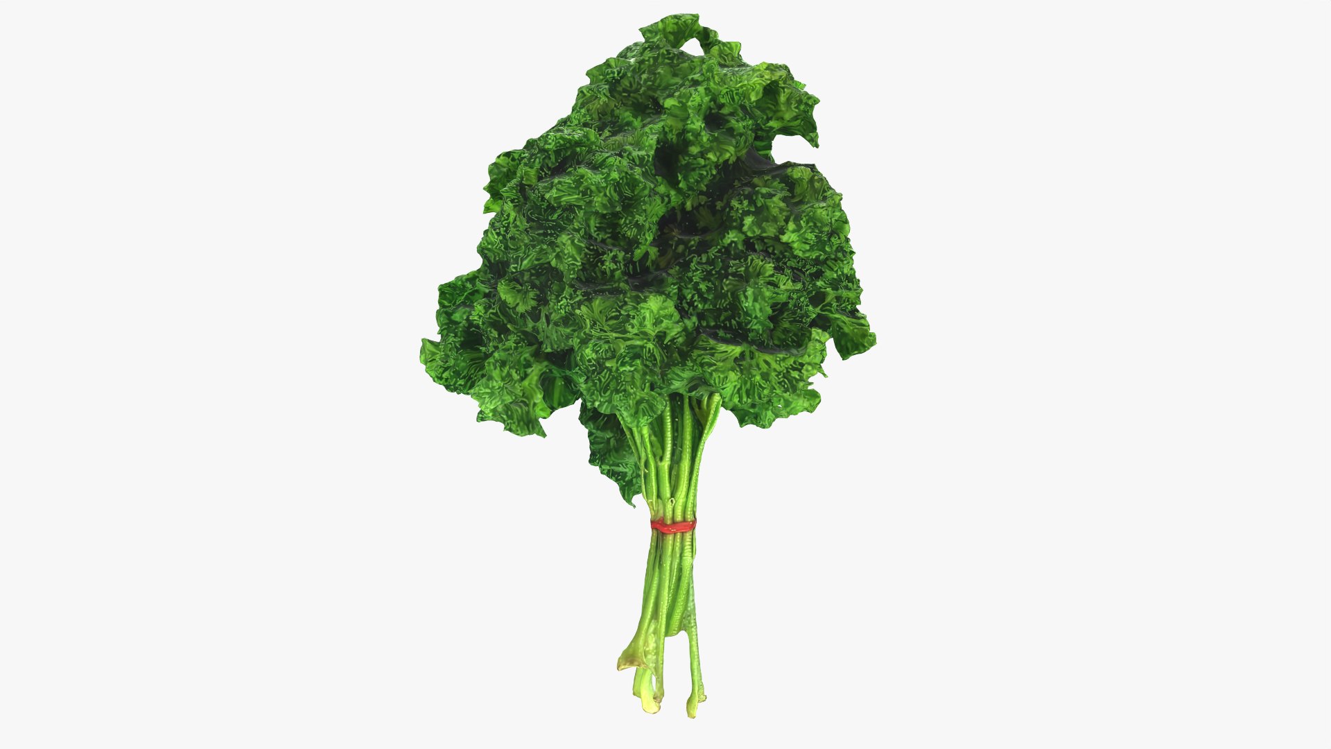 3D Curly Parsley Bunch - Photo Scan https://p.turbosquid.com/ts-thumb/H7/sfh6pg/6i/model_0003/png/1762251743/1920x1080/fit_q87/d04537a7958ac141ee72664917efa1072d1e7be6/model_0003.jpg