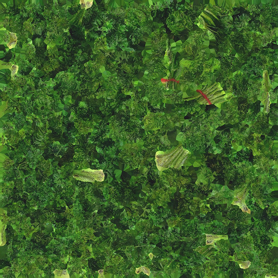3D Curly Parsley Bunch - Photo Scan https://p.turbosquid.com/ts-thumb/H7/sfh6pg/7X/model_0012/png/1762251757/1920x1080/fit_q87/4d4a9fd97c55451158f9a9d56c8c51d78e2329a3/model_0012.jpg