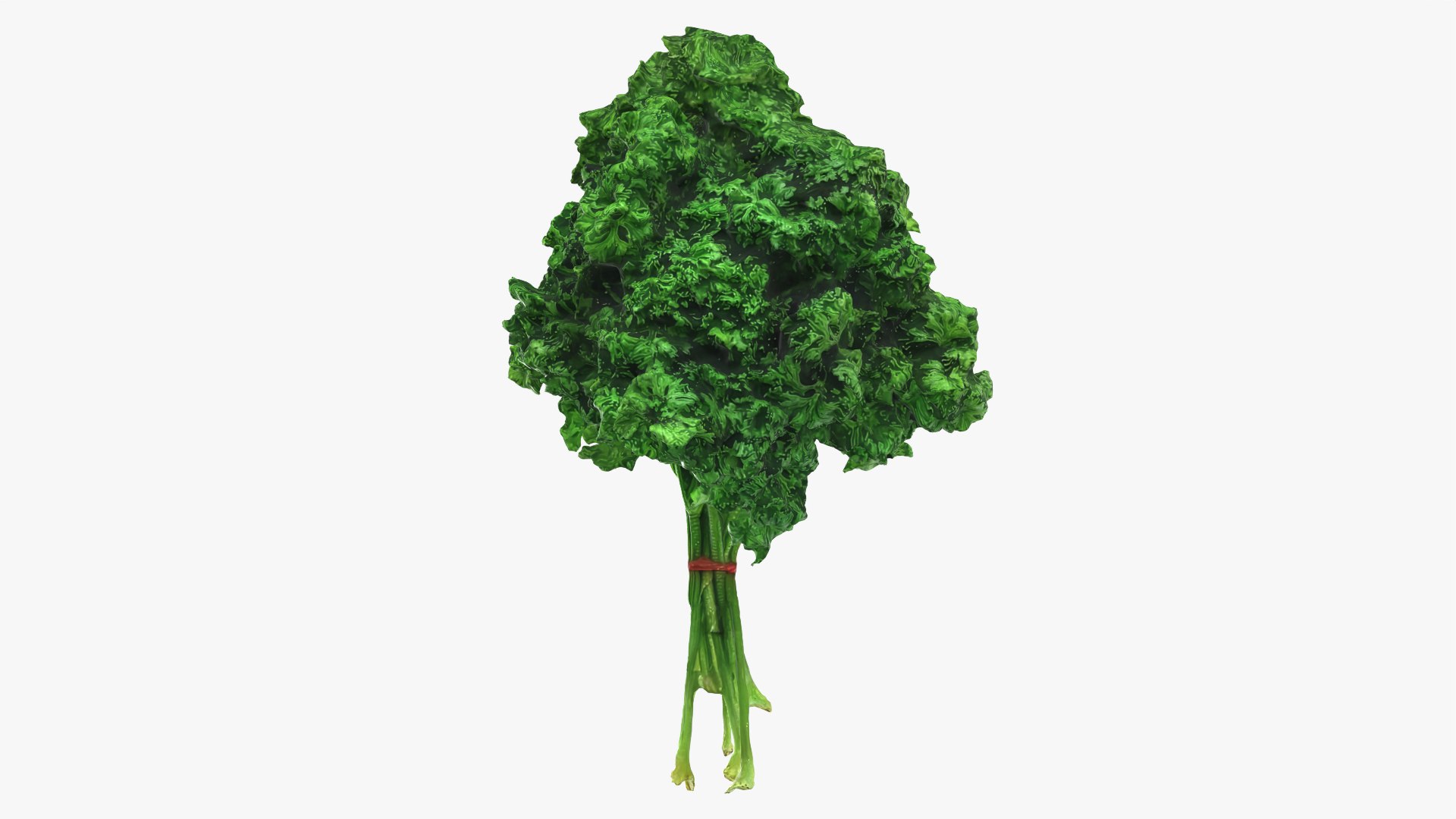 3D Curly Parsley Bunch - Photo Scan https://p.turbosquid.com/ts-thumb/H7/sfh6pg/PQ/model_0004/png/1762251745/1920x1080/fit_q87/4004916f3831423a405754525958f1d005509446/model_0004.jpg
