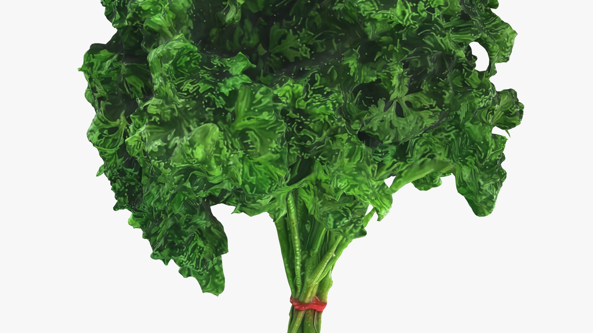 3D Curly Parsley Bunch - Photo Scan https://p.turbosquid.com/ts-thumb/H7/sfh6pg/Zc/model_0009/png/1762251755/1920x1080/fit_q87/99ee85d8bd0a98fae1a51c269ca402cb24ed90ba/model_0009.jpg