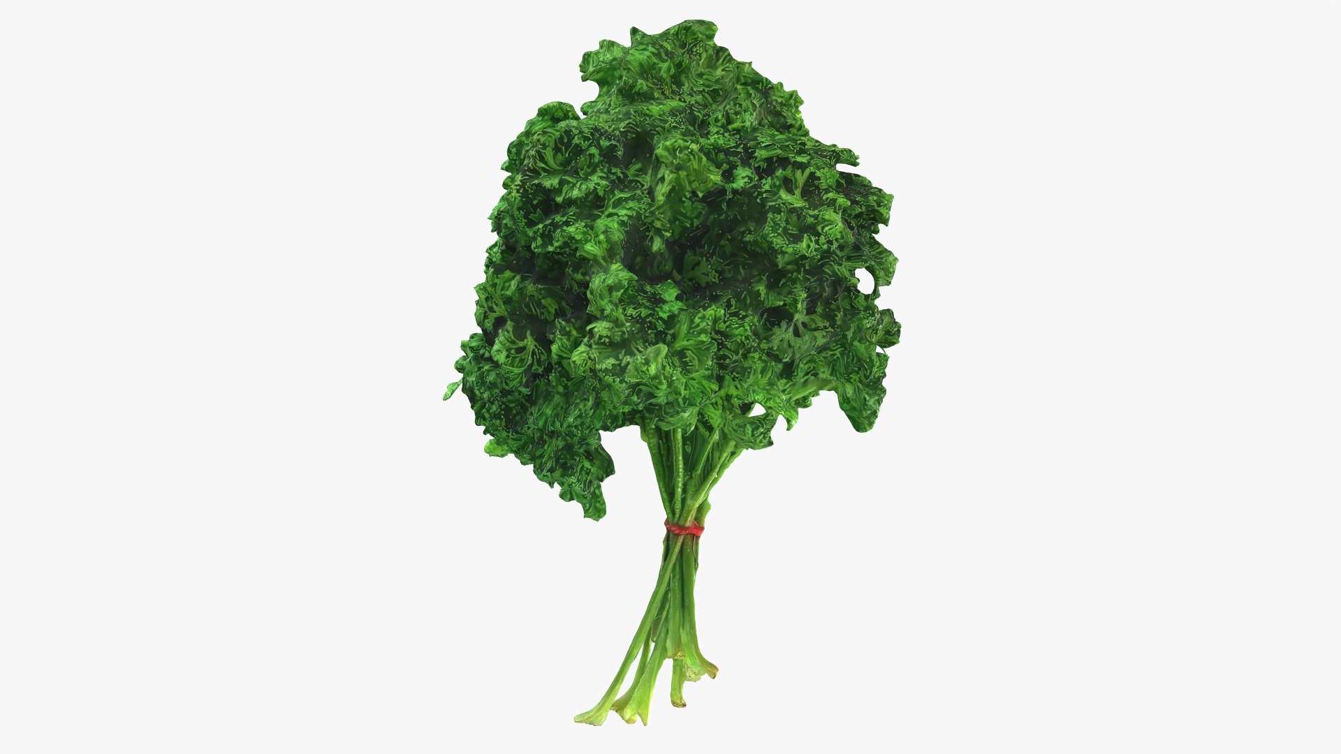 3D Curly Parsley Bunch - Photo Scan https://p.turbosquid.com/ts-thumb/H7/sfh6pg/oO/model_0002/png/1762251810/1920x1080/fit_q87/1ea764afaf1a3664998ff1b989af168b2dd056e4/model_0002.jpg
