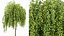 AV Fruit tree lemon and Weeping Mulberry Bagged Ornamental Chaparral