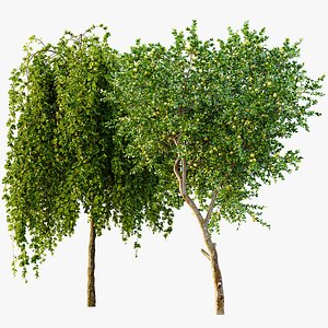 AV Fruit tree lemon and Weeping Mulberry Bagged Ornamental Chaparral