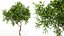 AV Fruit tree lemon and Weeping Mulberry Bagged Ornamental Chaparral