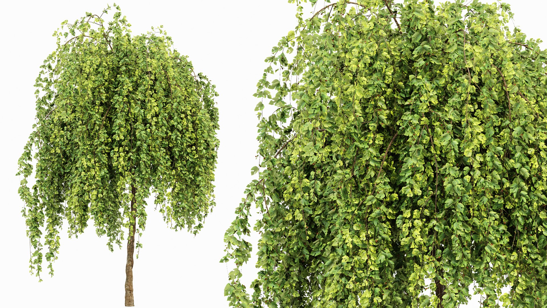 AV Fruit tree lemon and Weeping Mulberry Bagged Ornamental Chaparral 3D model https://p.turbosquid.com/ts-thumb/H7/vBNpAo/a9/03/png/1764059607/1920x1080/fit_q87/8da227d0de38c11f1cf72cd13e7e056955290af7/03.jpg