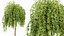 AV Fruit tree lemon and Weeping Mulberry Bagged Ornamental Chaparral