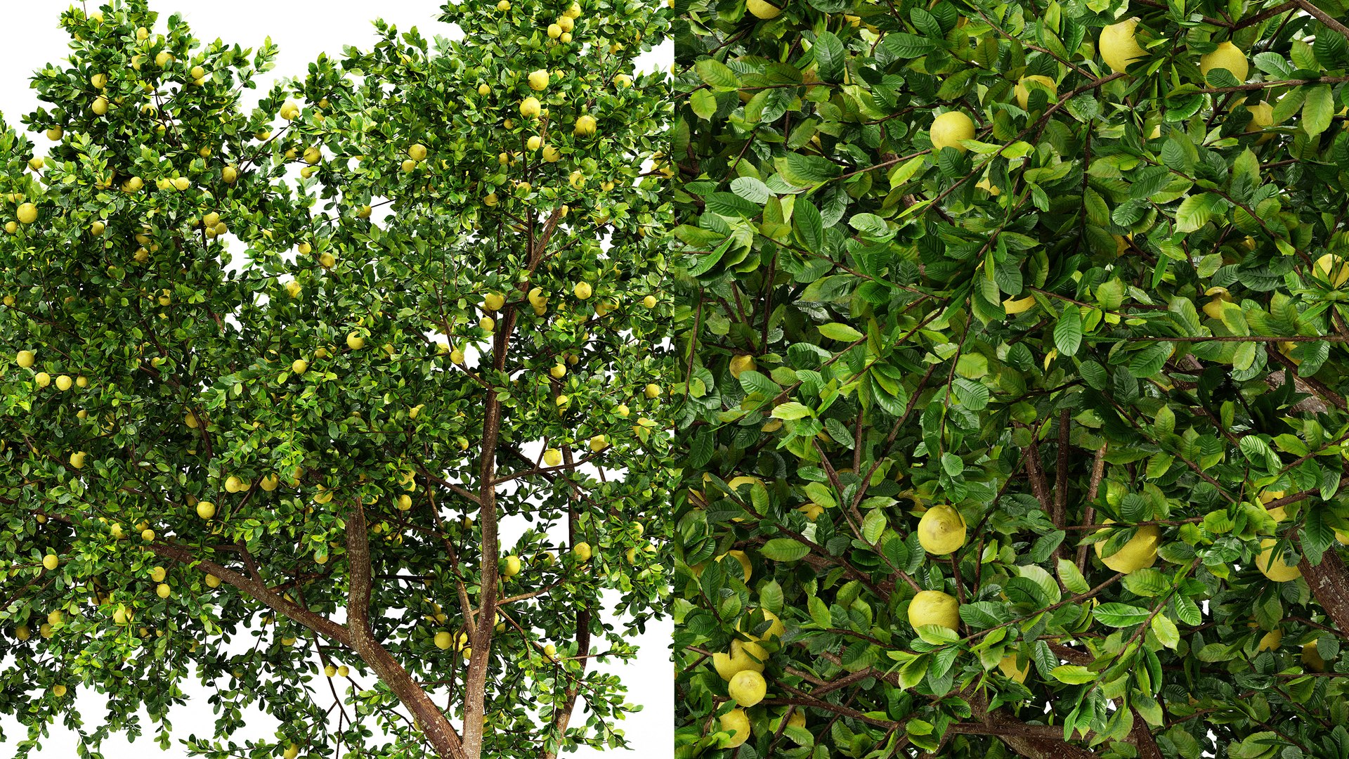 AV Fruit tree lemon and Weeping Mulberry Bagged Ornamental Chaparral 3D model https://p.turbosquid.com/ts-thumb/H7/vBNpAo/r2/05/png/1764059610/1920x1080/fit_q87/307ab9842edd5322d28df76a4c93359aac324689/05.jpg