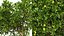 AV Fruit tree lemon and Weeping Mulberry Bagged Ornamental Chaparral