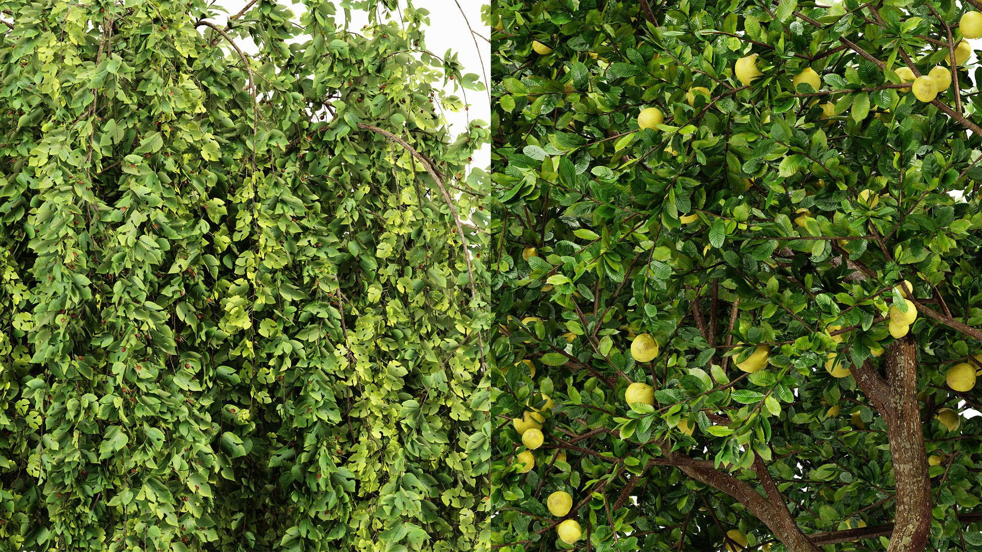 AV Fruit tree lemon and Weeping Mulberry Bagged Ornamental Chaparral 3D model https://p.turbosquid.com/ts-thumb/H7/vBNpAo/za/04/png/1764059608/1920x1080/fit_q87/c8051508921036acb00dd94f4bf4cd57694215df/04.jpg