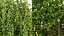 AV Fruit tree lemon and Weeping Mulberry Bagged Ornamental Chaparral