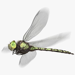 dragonfly southern hawker animation flying 3D