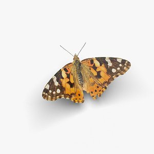 3D Low polygon butterfly - Vanessa cardui