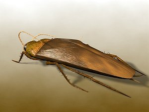 roach 3d model