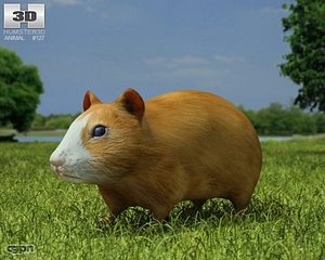 3d model cricetinae hamster