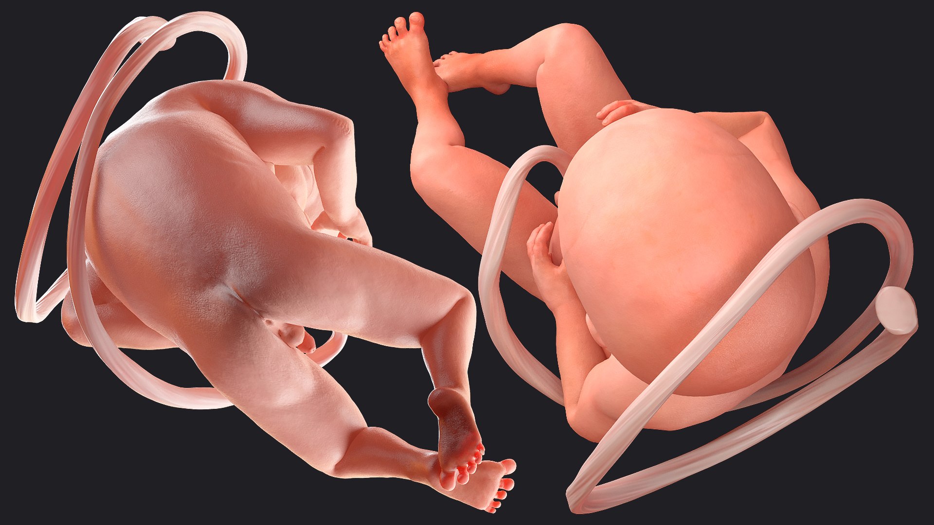 3D second trimester human embryos model - TurboSquid 1691496