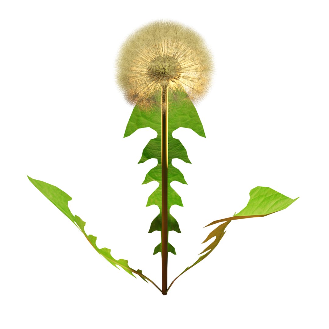 3D dandelion model https://p.turbosquid.com/ts-thumb/H8/jhnTZr/Vs/2/png/1617966196/1920x1080/fit_q87/23e3582074cb471b0da0cd697cfe48cb0633dcba/2.jpg