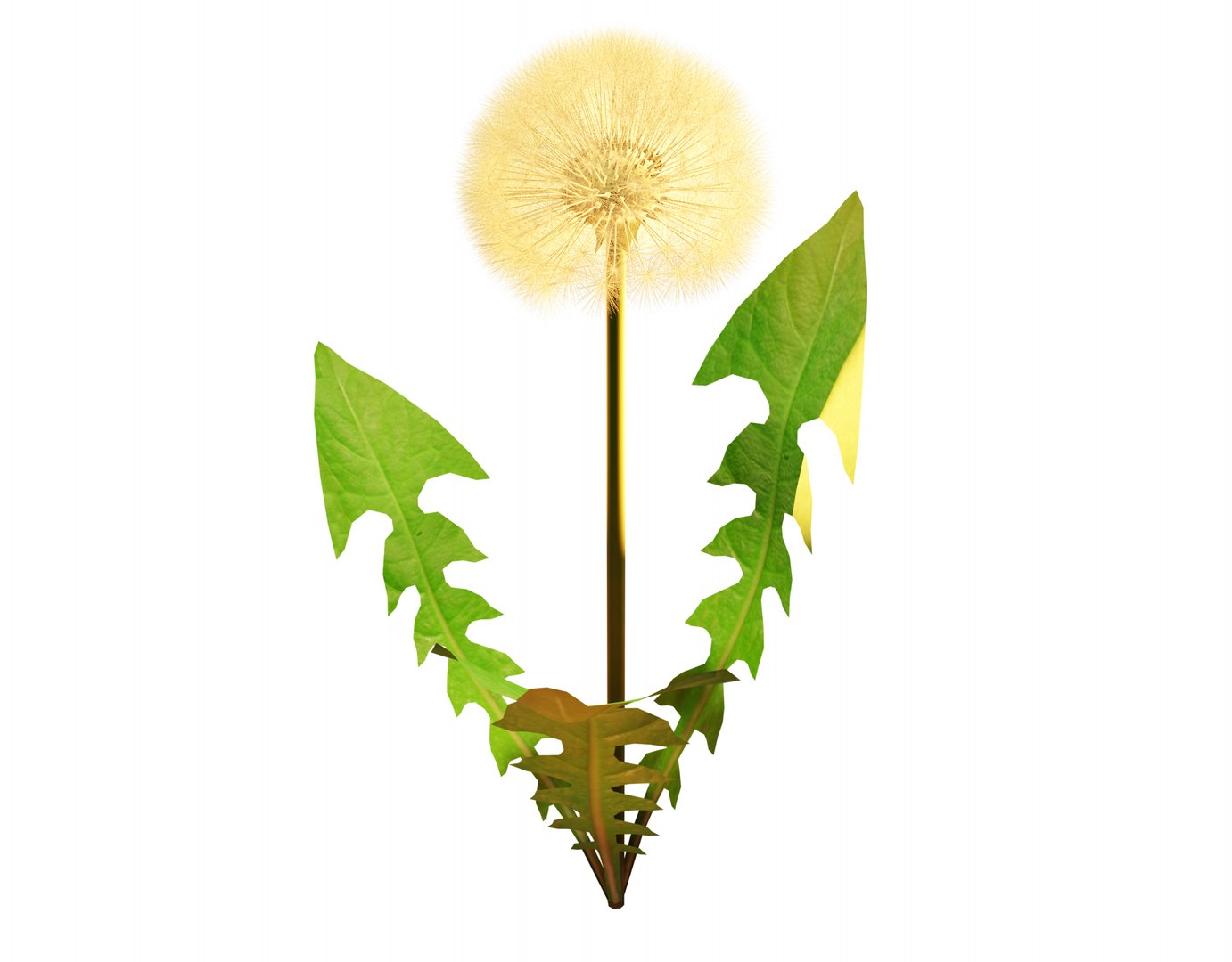 3D dandelion model https://p.turbosquid.com/ts-thumb/H8/jhnTZr/ix/15/png/1617967643/1920x1080/fit_q87/6291bf96559a3e0d1f0922a72c16d55686e72fff/15.jpg