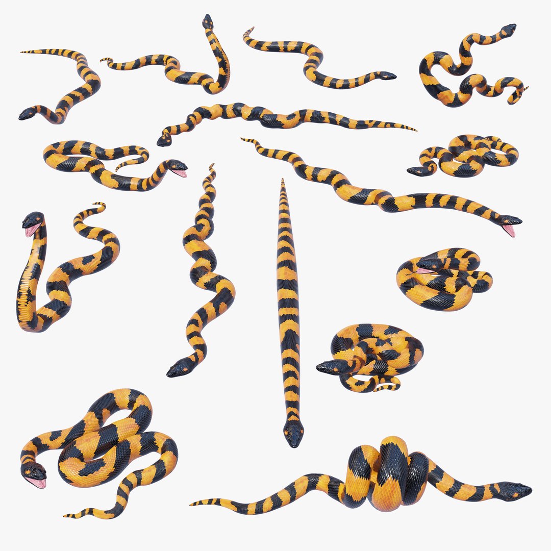 3D Bismarck Ringed Python - Static Poses - TurboSquid 2020535