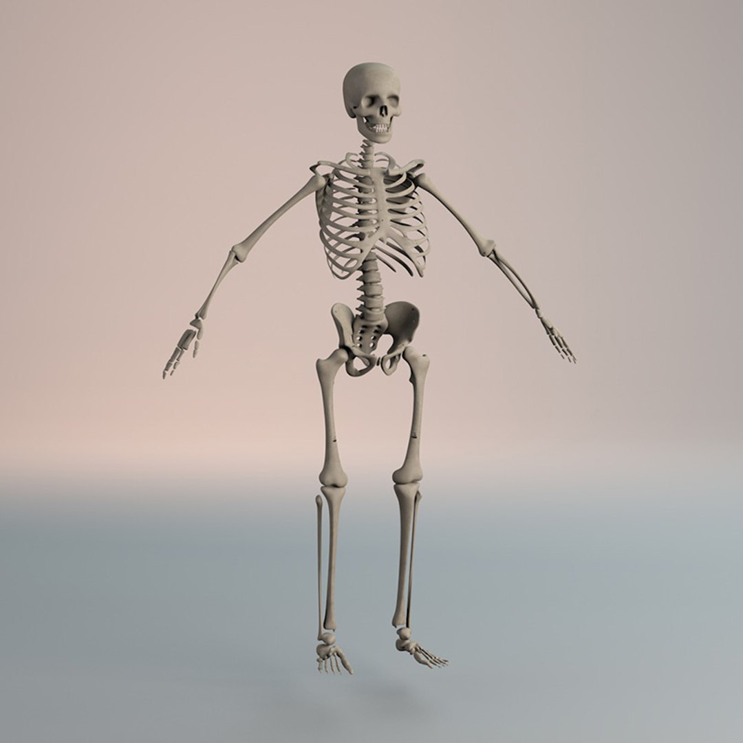 3D Human Skeleton Anatomy - TurboSquid 1746244