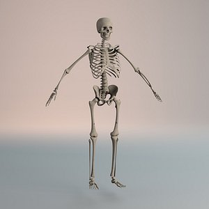 Human Skeleton STL Models for Download | TurboSquid