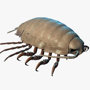 isopod