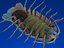 isopod