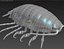 isopod