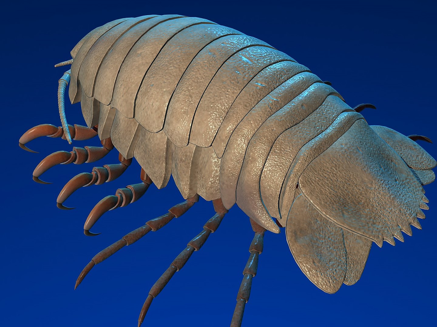 max giant isopod https://p.turbosquid.com/ts-thumb/H9/0lyn6v/Oc/r02/jpg/1739197991/1920x1080/fit_q87/4cb0fb2d01af9c97118ccb3218d2e9d259314fa2/r02.jpg