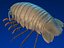 isopod