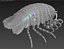 isopod