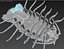 isopod