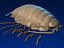 isopod
