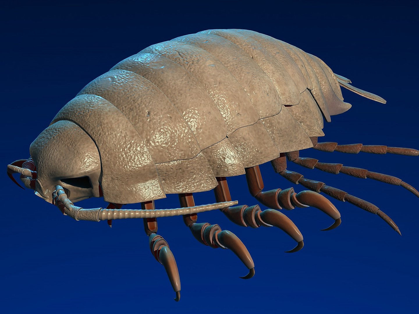 max giant isopod https://p.turbosquid.com/ts-thumb/H9/0lyn6v/zk/r011/jpg/1739198060/1920x1080/fit_q87/f48b26b4d2553e30db69a54ca31382d142650faa/r011.jpg