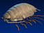 isopod