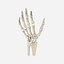 Wrist and Hand