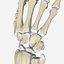 Wrist and Hand