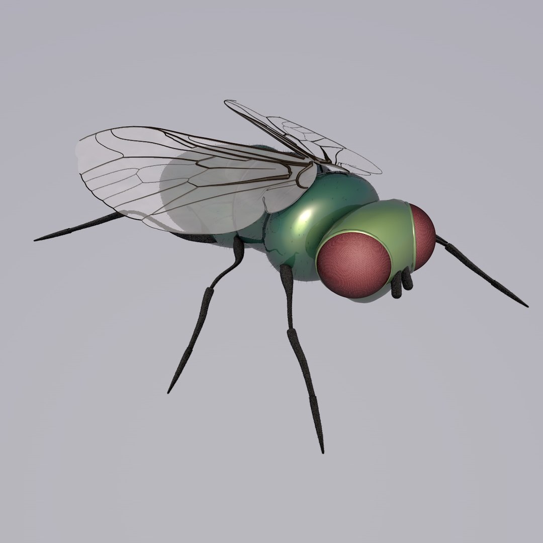 3D Fly - TurboSquid 1734683