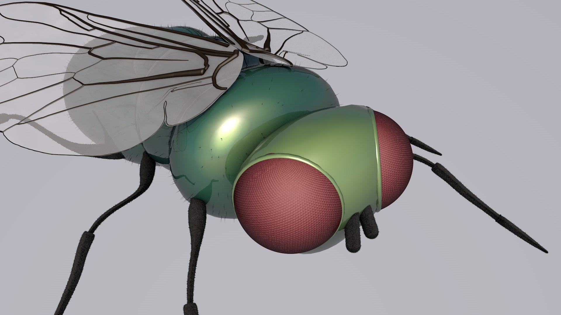3D Fly - TurboSquid 1734683