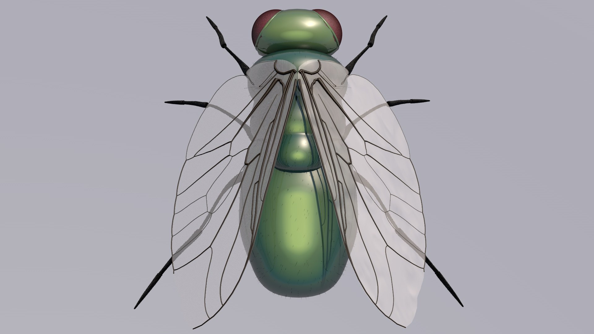 3D Fly - TurboSquid 1734683