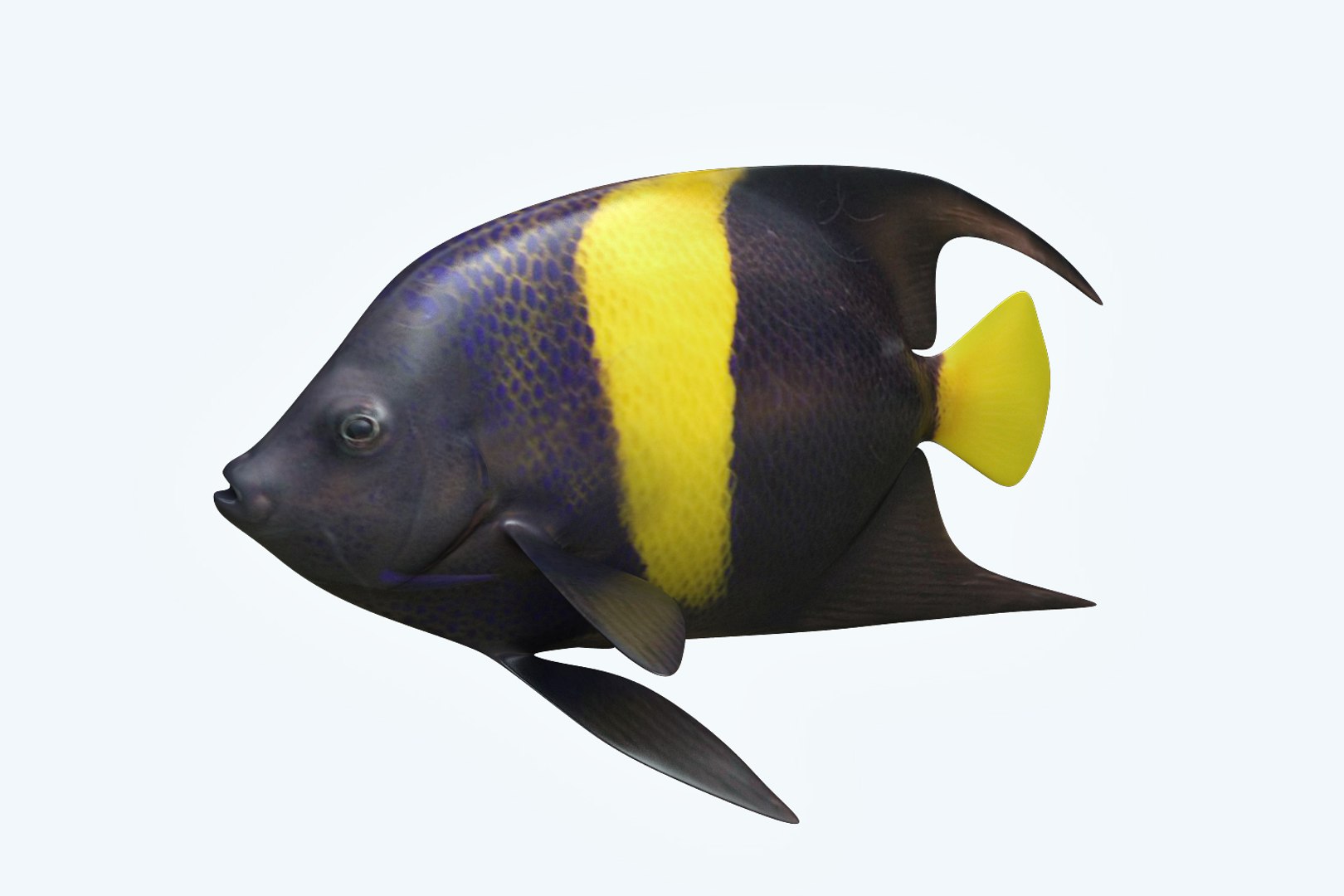 3D Anglefish 3 Fish Model - TurboSquid 1203097