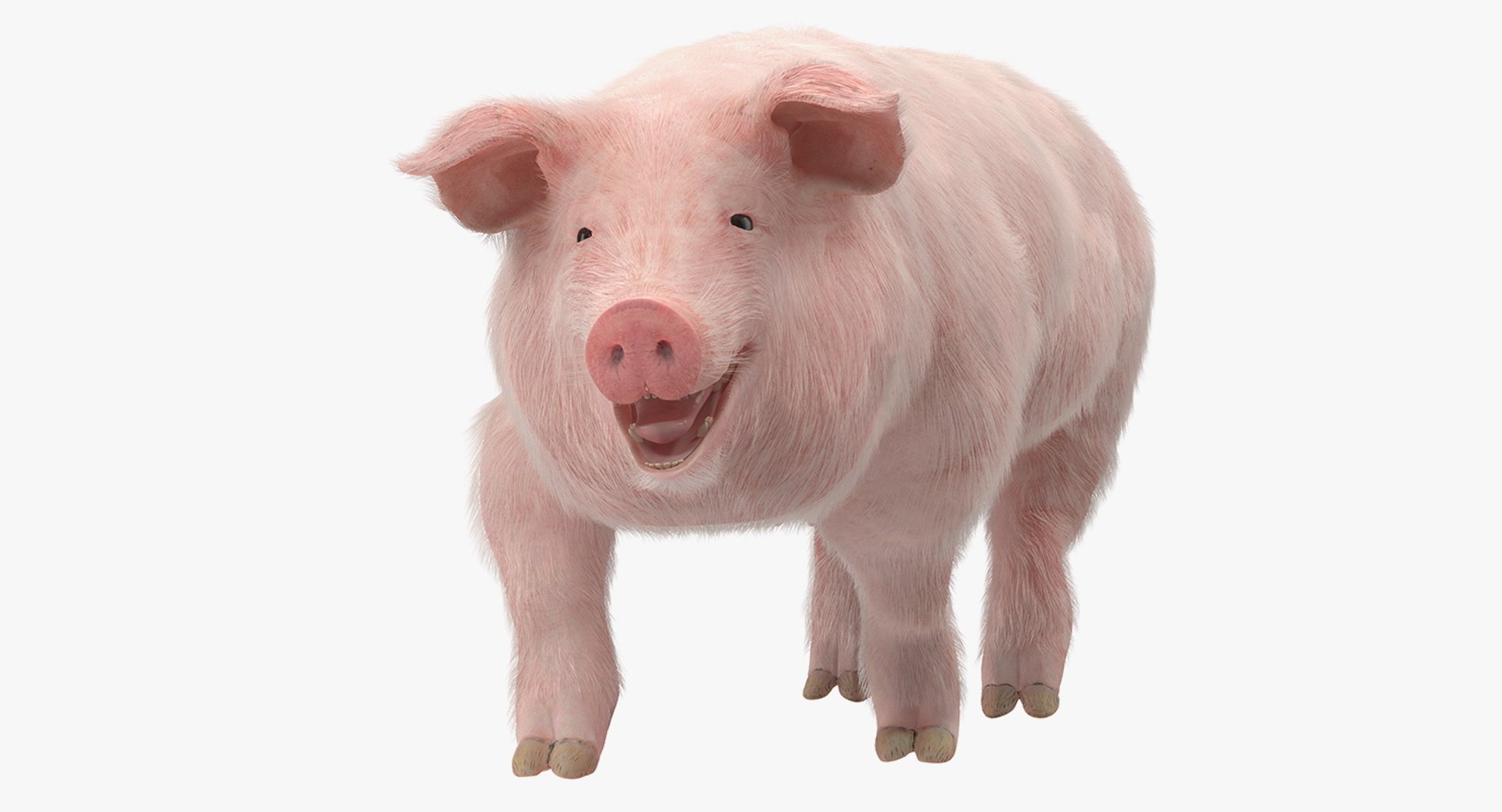 Pig Sow Landrace Walking Pose with Fur 3D Model 3D model preview