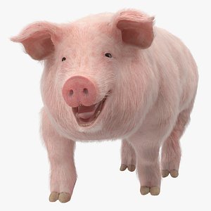 Pig Sow Landrace Walking Pose with Fur 3D Model