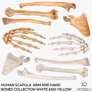 3D Human Scapula  Arm and Hand Bones Collection White and Yellow - 10 models