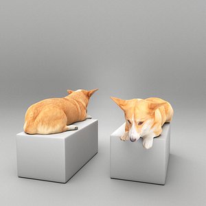 3D Welsh corgi 44 model