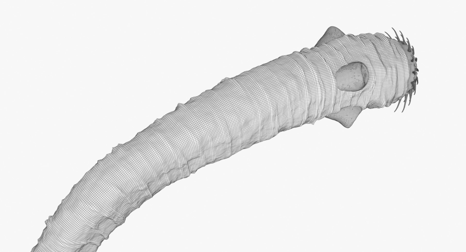 Tapeworm 3D Model - TurboSquid 1398055