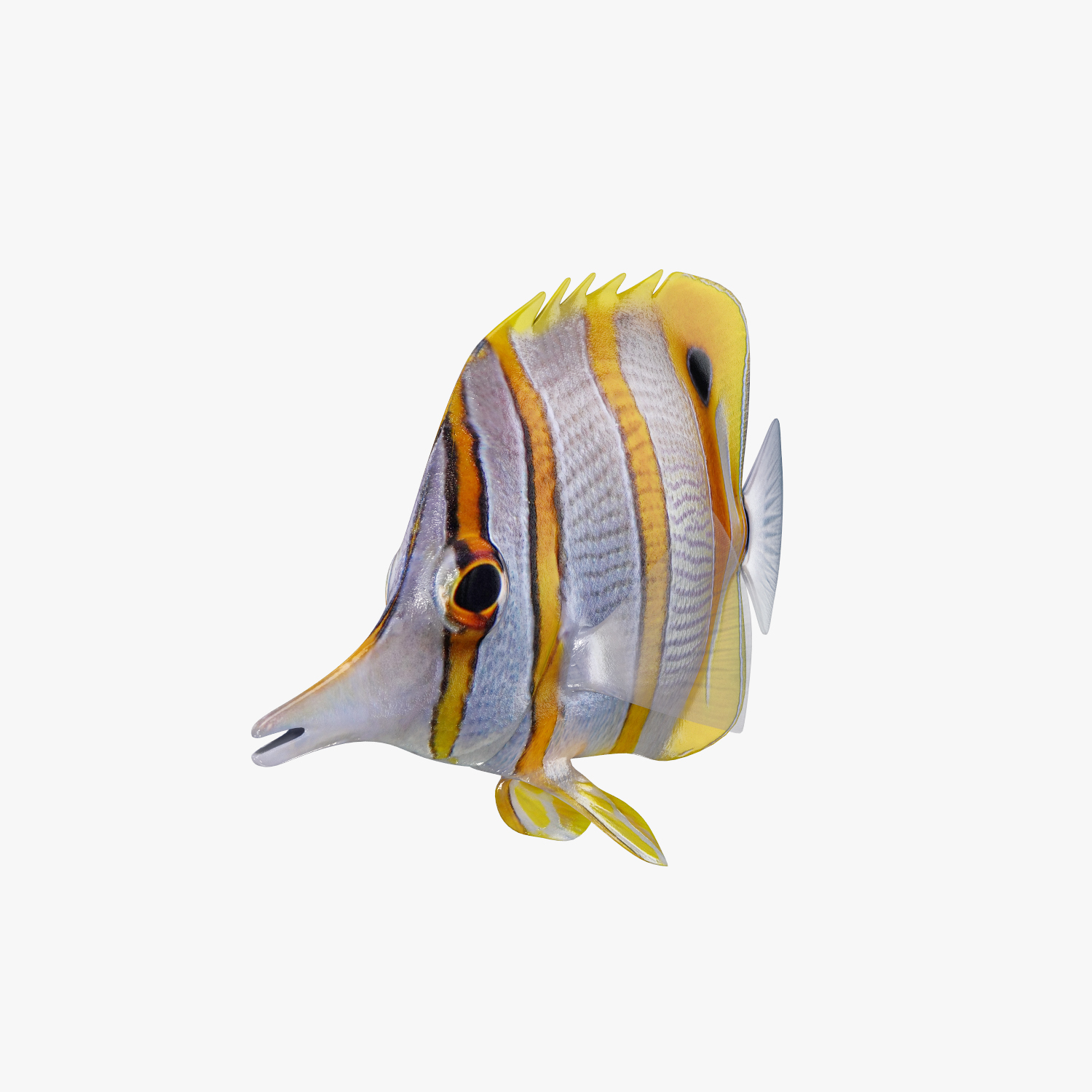 copperband butterflyfish 3d max